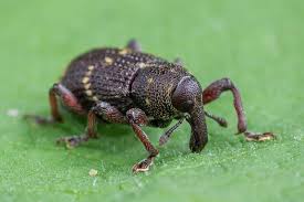 Attēlu rezultāti vaicājumam “Hylobius pinastri”