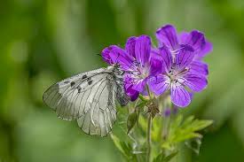 Attēlu rezultāti vaicājumam “Geranium sylvaticum”