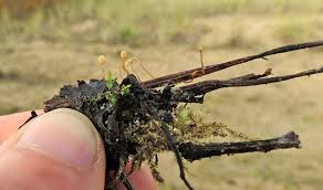 Attēlu rezultāti vaicājumam “Heyderia pusilla”