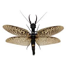 Attēlu rezultāti vaicājumam “Athelia pyriformis”