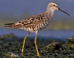 Image result for Calidris himantopus