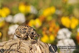 Image result for Brachycerus undatus