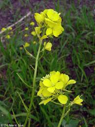 Attēlu rezultāti vaicājumam “Sinapis arvensis leaf”