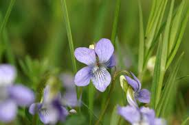 Attēlu rezultāti vaicājumam “Viola reichenbachiana”