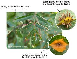 Attēlu rezultāti vaicājumam “Gymnosporangium cornutum”