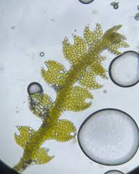 Attēlu rezultāti vaicājumam “Ptilidium pulcherrimum sporophyte”