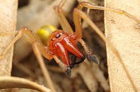 Attēlu rezultāti vaicājumam “Cheiracanthium sp.”