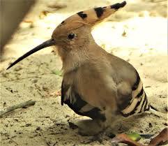 Attēlu rezultāti vaicājumam “Upupa epops”