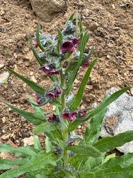 Attēlu rezultāti vaicājumam “Cynoglossum officinale leaf”