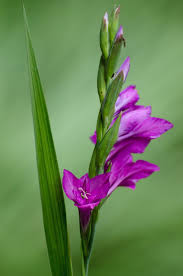 Attēlu rezultāti vaicājumam “Gladiolus imbricatus flower”