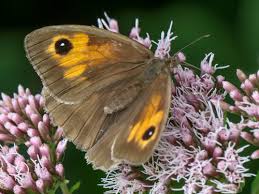 Attēlu rezultāti vaicājumam “Maniola jurtina”