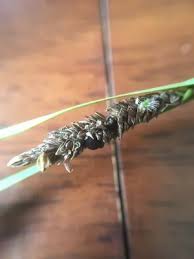 Attēlu rezultāti vaicājumam “Anthracoidea”