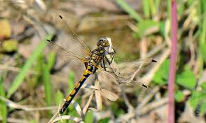 Attēlu rezultāti vaicājumam “Leucorrhinia rubicunda”