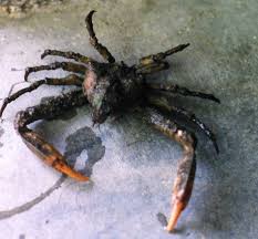 Attēlu rezultāti vaicājumam “Cribraria costata macro”