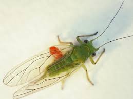 Attēlu rezultāti vaicājumam “Psylla alni”