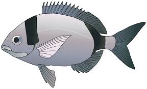 Image result for Diplodus vulgaris