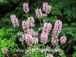 Attēlu rezultāti vaicājumam “Stachys officinalis”