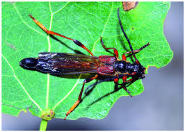 Attēlu rezultāti vaicājumam “Necydalis major”