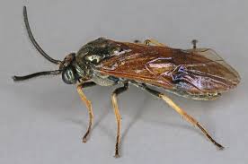 Attēlu rezultāti vaicājumam “Arge ustulata”