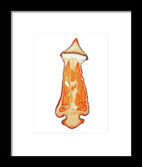 Attēlu rezultāti vaicājumam “Polytrichum commune sporophyte”