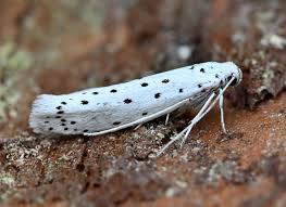 Attēlu rezultāti vaicājumam “Yponomeuta malinellus / cagnagella”