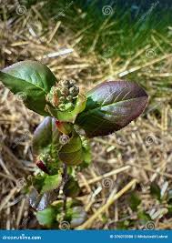 Attēlu rezultāti vaicājumam “Aronia melanocarpa bud”