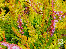 Attēlu rezultāti vaicājumam “Calluna vulgaris”