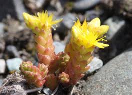 Image result for Sedum acre