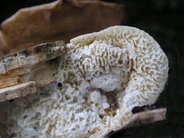 Attēlu rezultāti vaicājumam “Antrodia albida”