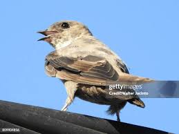 Image result for Ptyonoprogne rupestris