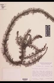 Attēlu rezultāti vaicājumam “Haloragaceae”