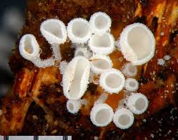 Attēlu rezultāti vaicājumam “Lachnum virgineum”