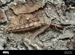 Attēlu rezultāti vaicājumam “Raphidioptera larva”