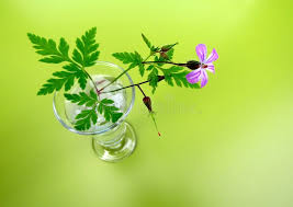 Attēlu rezultāti vaicājumam “Geranium robertianum fruit”