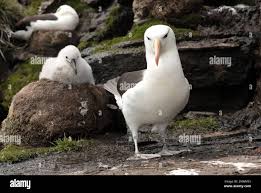 Image result for Thalassarche melanophris