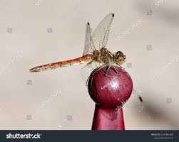 Attēlu rezultāti vaicājumam “Sympetrum vulgatum”