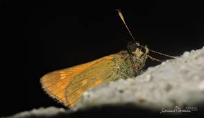 Attēlu rezultāti vaicājumam “Ochlodes sylvanus underside”