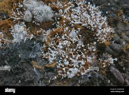 Attēlu rezultāti vaicājumam “Polycephalomyces tomentosus”