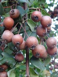 Attēlu rezultāti vaicājumam “Pyrus pyraster leaf”
