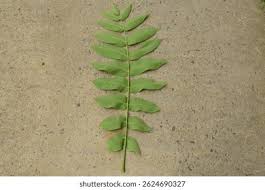 Attēlu rezultāti vaicājumam “Juglans mandshurica leaf”