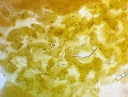 Attēlu rezultāti vaicājumam “Lycogala sphaeroconicum”