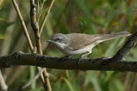 Attēlu rezultāti vaicājumam “Sylvia curruca”