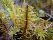 Attēlu rezultāti vaicājumam “Helodium blandowii”