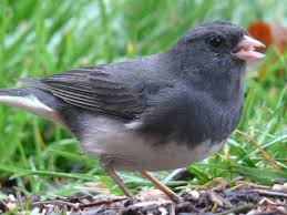 Image result for Junco hyemalis