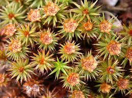Attēlu rezultāti vaicājumam “Polytrichum juniperinum”