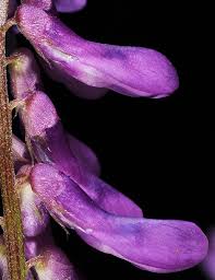 Attēlu rezultāti vaicājumam “Vicia cracca flower”