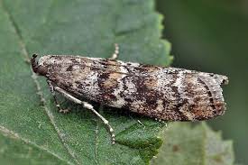 Attēlu rezultāti vaicājumam “Dioryctria abietella”