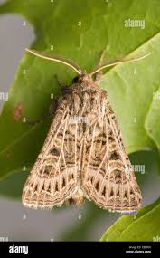 Attēlu rezultāti vaicājumam “Tholera decimalis”