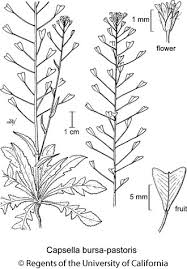 Attēlu rezultāti vaicājumam “Capsella bursa-pastoris flower”