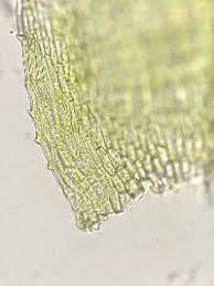 Attēlu rezultāti vaicājumam “Sciuro-hypnum reflexum”